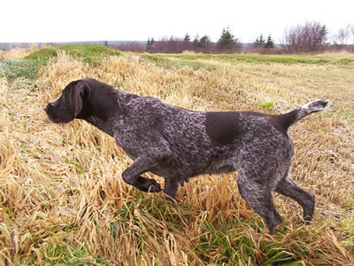 Cane da caccia in ferma